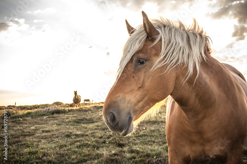 Fotografie Portrait cheval ardèche comtois de trait robe marron crinière blonde en contre j