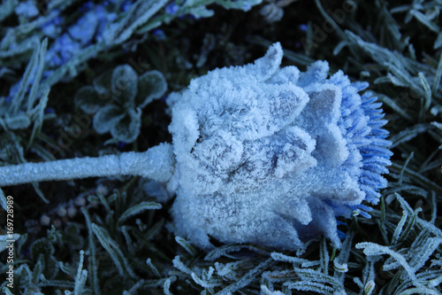 Close-up of a frozen thistle on the grave stone of the Fraser clan at Culloden Moor, Scotland. photo