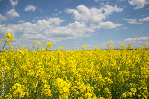 Field of yellow flowering oilseed rape isolated on a cloudy blue sky in springtime (Brassica napus), Blooming canola, bright rapeseed plant landscape at spring. Countryside scene. Agricultural concept