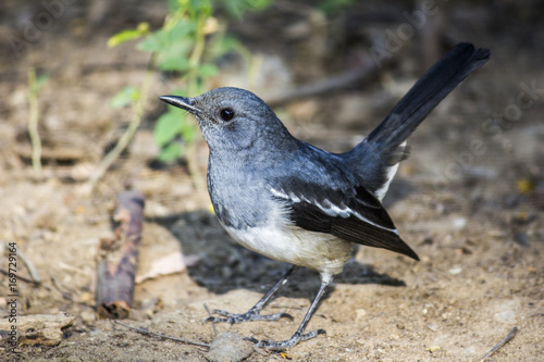 Photography Blue gray Gnatcatcher on ground