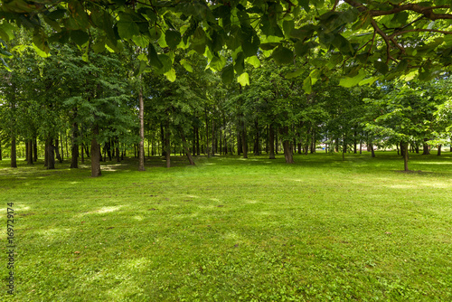 A green glade with growing trees