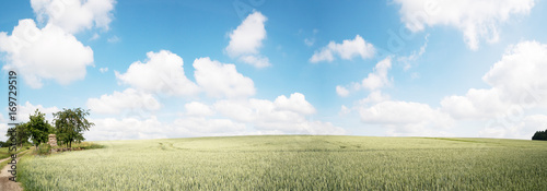 Green field and clear cloudy sky  panorama