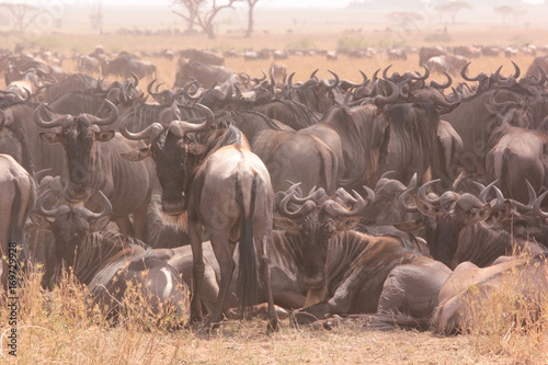 Photography Serengeti wildlife