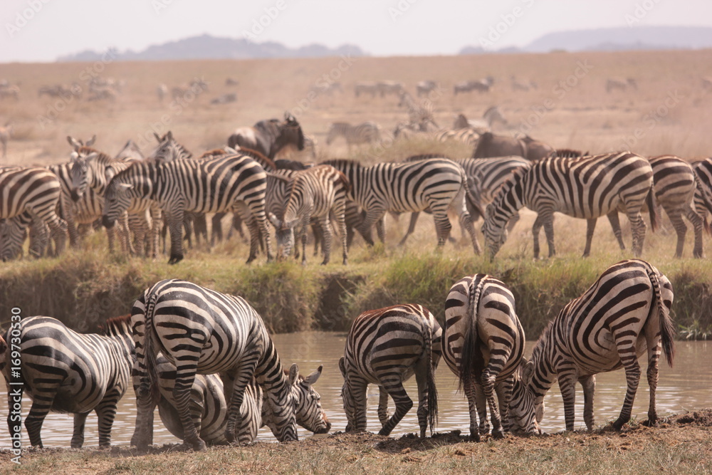 Obraz premium Serengeti wildlife