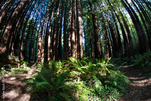 Redwood Trees and Ferns in California