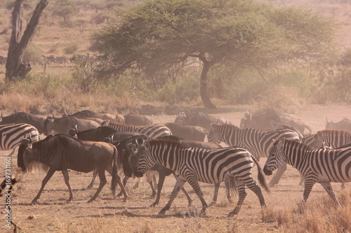 Serengeti wildlife