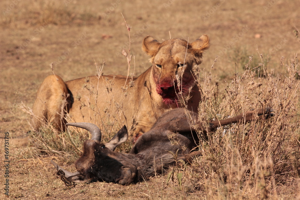 Obraz premium Serengeti wildlife