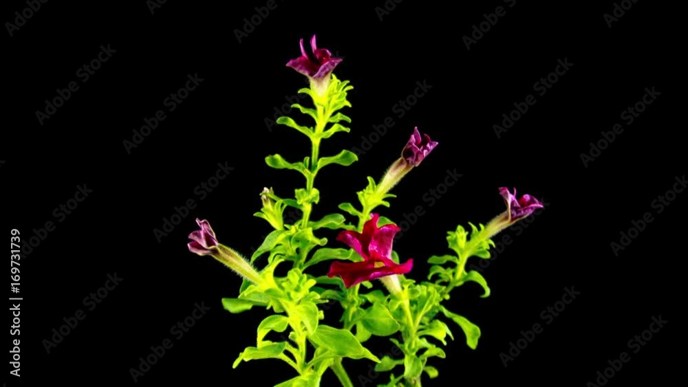 Flowering petunias, on a black background, time lapses Flowering petunias, on a black background, time lapses