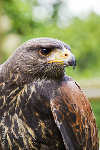 portrait of a dessert buzzard - harris hawk