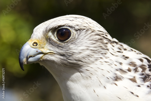 portrait of a gyrfalcon