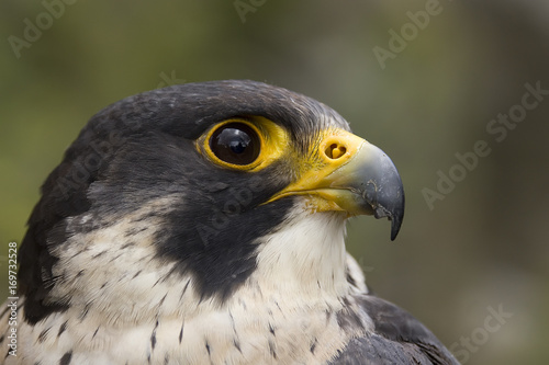 фотография portrait of a peregrine falcon - kestrel