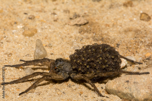 A close up of a female Wolf Spider carrying her young on her abdomen. 