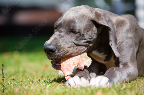 Fototapeta Naklejka Na Ścianę i Meble -  great dane puppy lies on the lawn and chews at a pig's ear