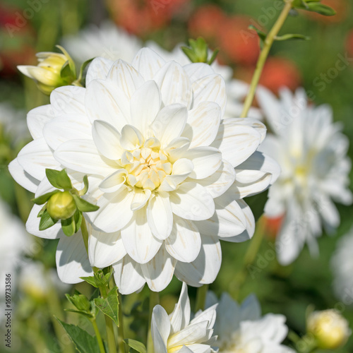 Fototapeta Naklejka Na Ścianę i Meble -  Weiße Dahlien, Dahlias