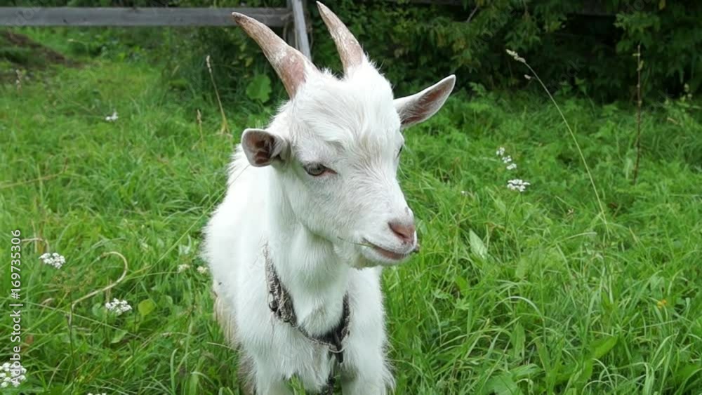 The goat eats grass The goat eats grass
