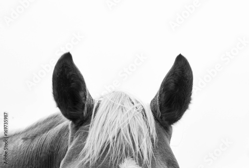 Photography Ears