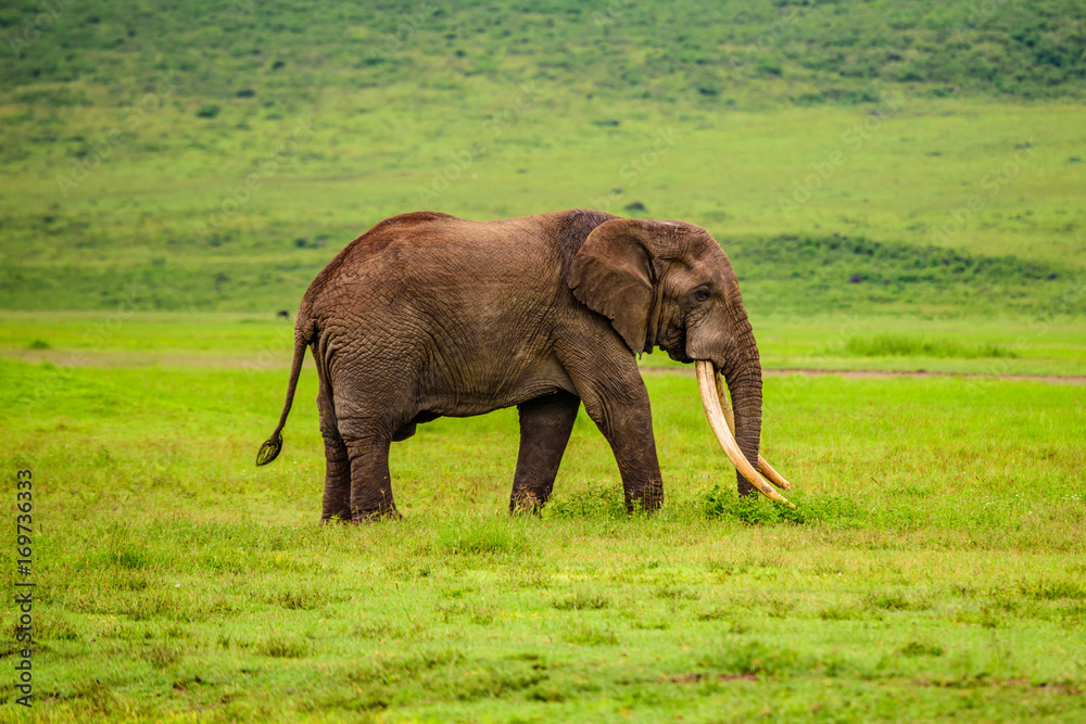 Elephant(Loxodonta africana) 