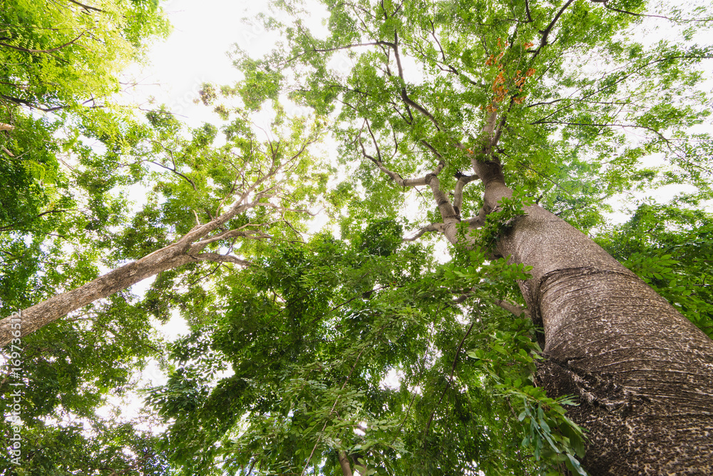 Fototapeta premium Sun light looking up in Forest, Green Tree branches nature abstract, View from bottom up.