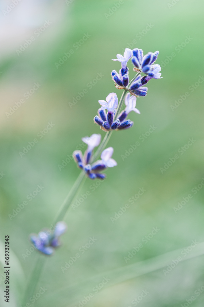 Φωτογραφία Close up macro of hidcote lavender flowers and inflorescence flowering in summer