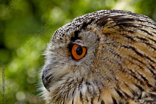 eagle owl