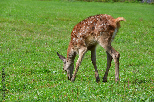 roe grazing on the meadow