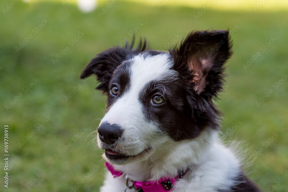 portrait of border collie puppy