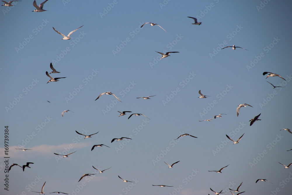 Fototapeta premium seagulls birds at beach flying, background blue sky