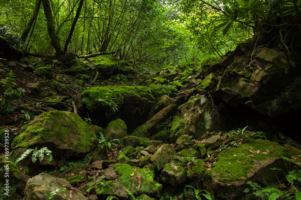 Stones in moss in  green dense forest