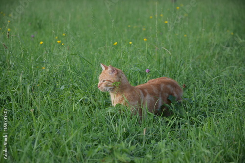 Katze beobachtet in Blumenwiese photo