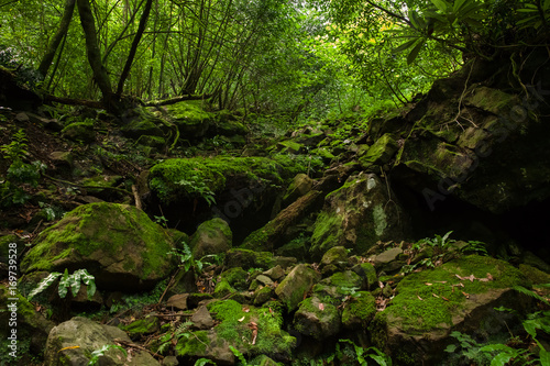 Stones in moss in green dense forest