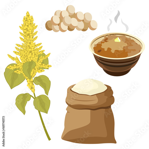 Grain amaranth flowers and leaves. Vector illustration.
