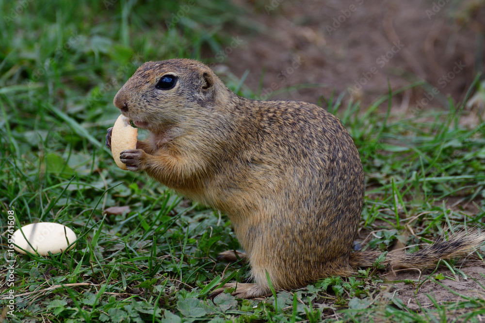 ground squirrel grazing and lurking in the grass ground squirrel grazing and lurking in the grass