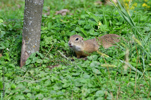 ground squirrel grazing and lurking in the grass  © Pavol Klimek