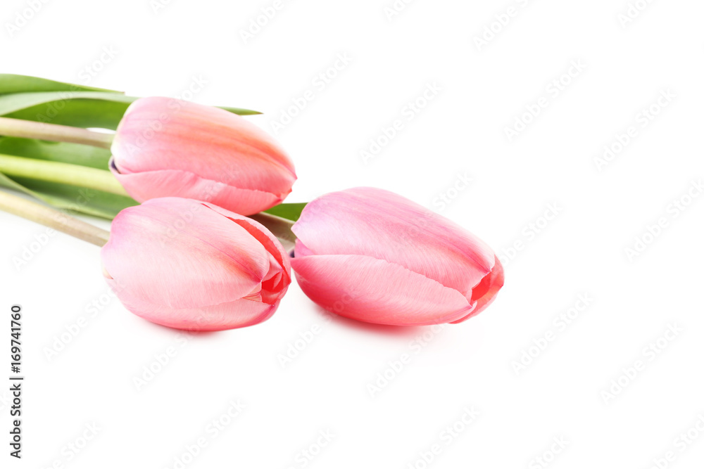Pink tulips isolated on a white background Pink tulips isolated on a white background