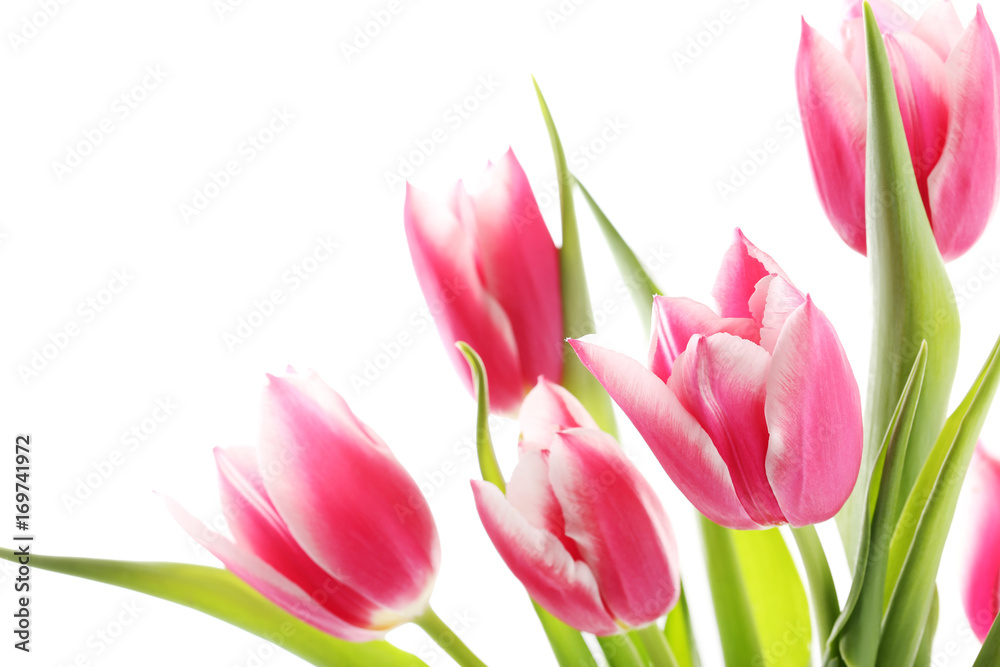 Bouquet of pink tulips on a white background Bouquet of pink tulips on a white background