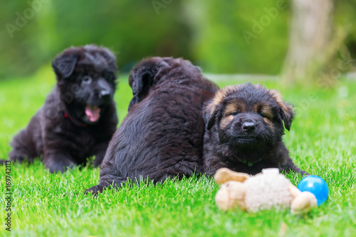 Old German Shepherd puppies on the lawn
