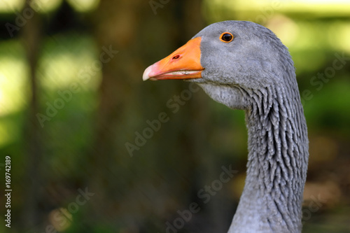 Close-up of goose head profile