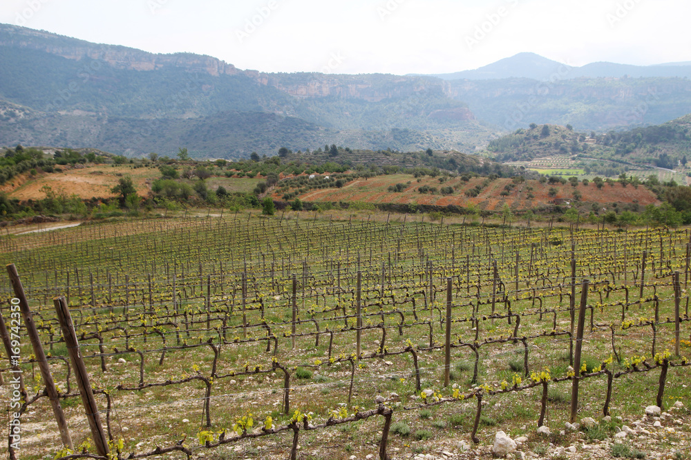 Vineyard in Priorat, Spain