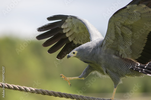Amazing animal on display. African harrier hawk bird of prey climbing rope.
