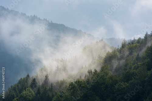 Morgennebel im Wald © artepicturas