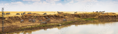 Panorama of Zebra on Mara river in Africa