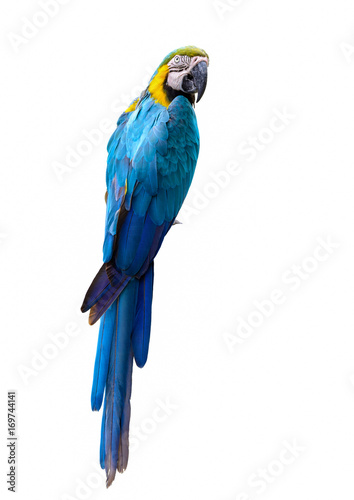 Blue and yellow macaw, colorful bird isolated with white background.