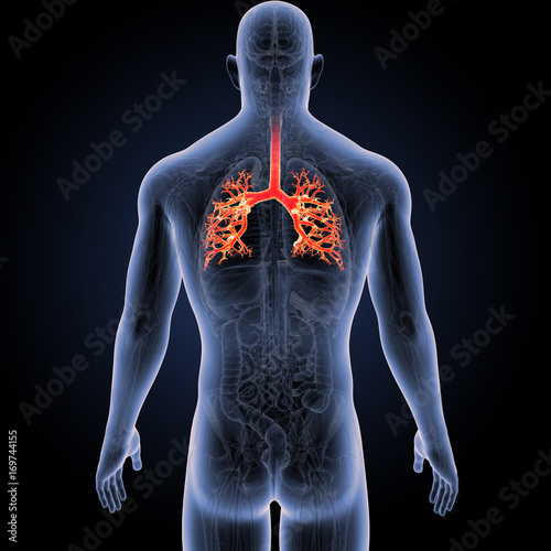 Trachea with Anatomy posterior view