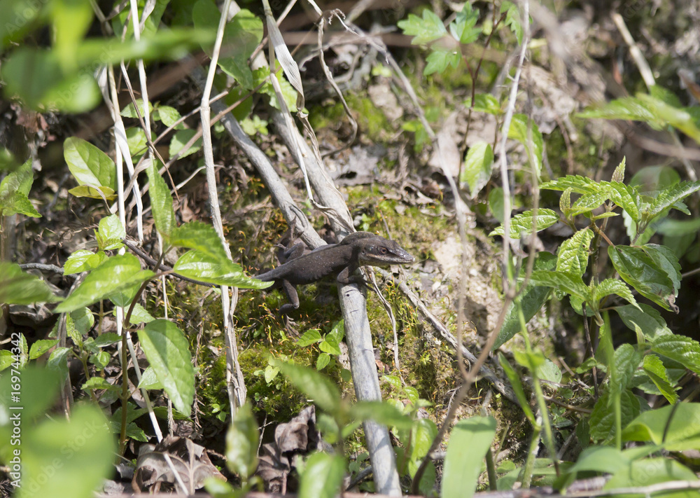 Lizard Lizard