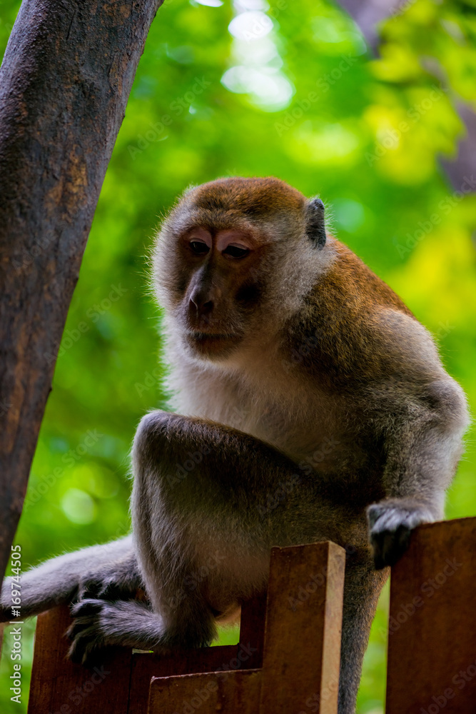 Portrait of a monkey on a fence in the tropics