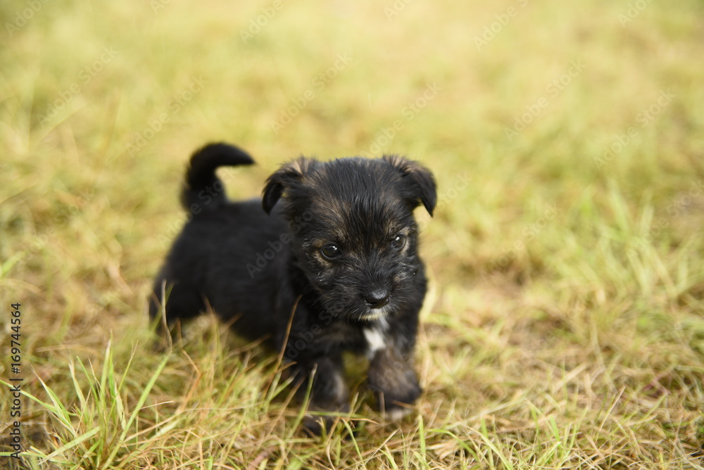 Fototapeta premium Szczeniak
