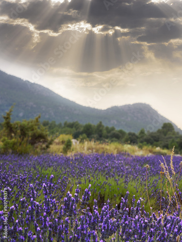 Landscape Lavander field. Blossoming of lavander flowers. Sun rays pass through the clouds. Sunset time