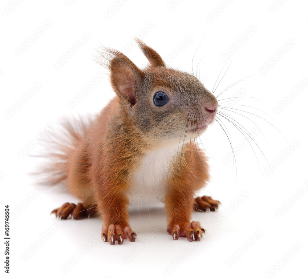 Obraz premium Eurasian red squirrel.