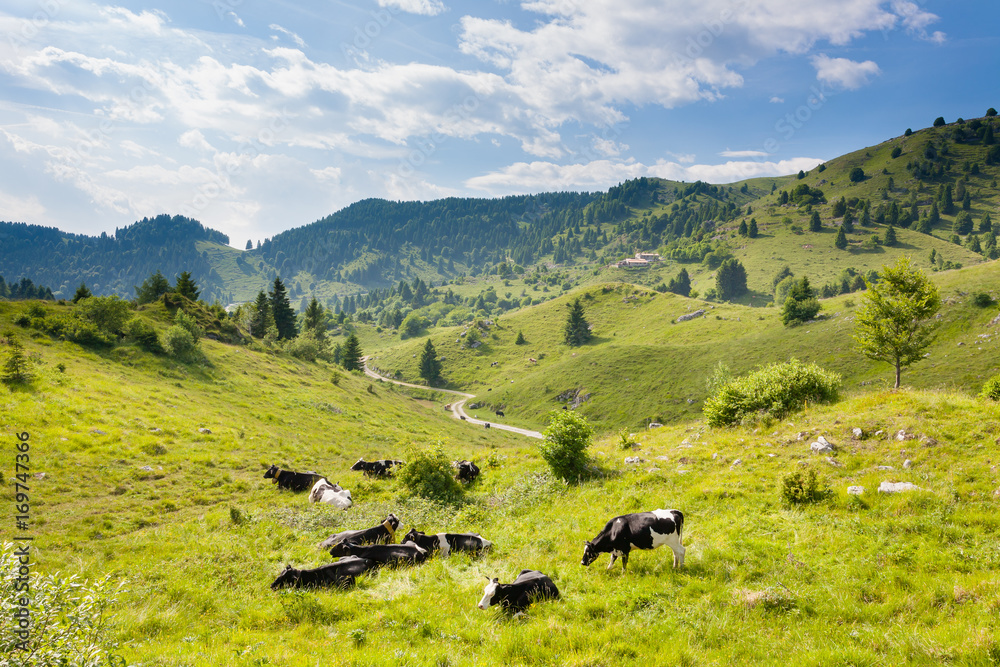 Herd of cows from Italian alps