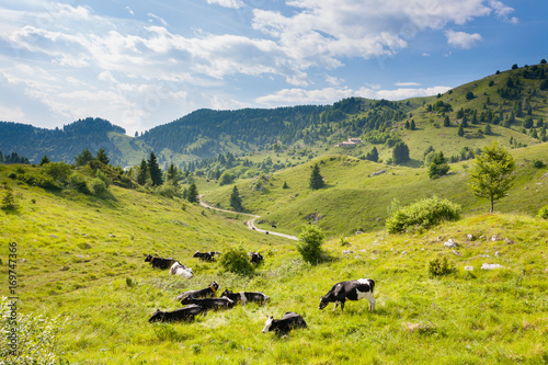 Herd of cows from Italian alps